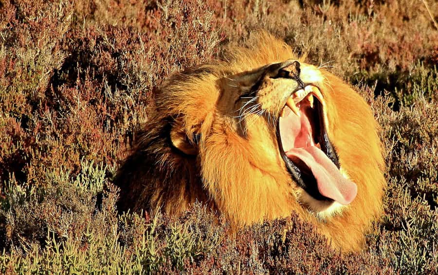 Cape Town: 2-Day Wildlife Tour with Safaris and Luxury Stay - Botlierskop’s two-hour Big Five search