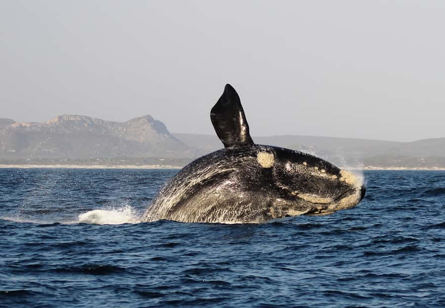 Cape Town: Premium Attractions City Pass with Bus Tour - Museums, food, and unusual small stops