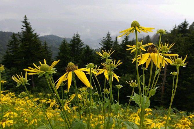 Carolina Waterfalls and Highlands Private VIP Boutique Tour - An hour in Highlands