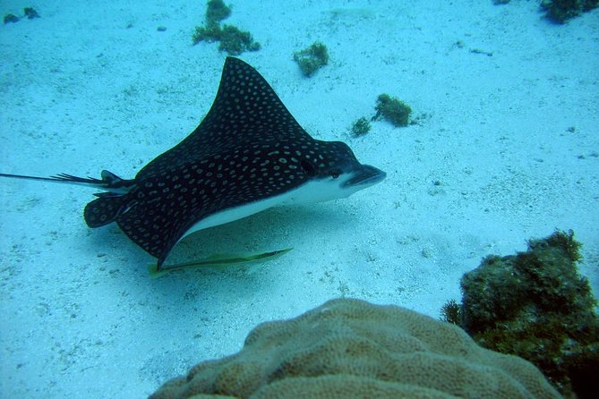 Catalina Island - Snorkeling tour on a luxury catamaran - Final call: book it for the complete day