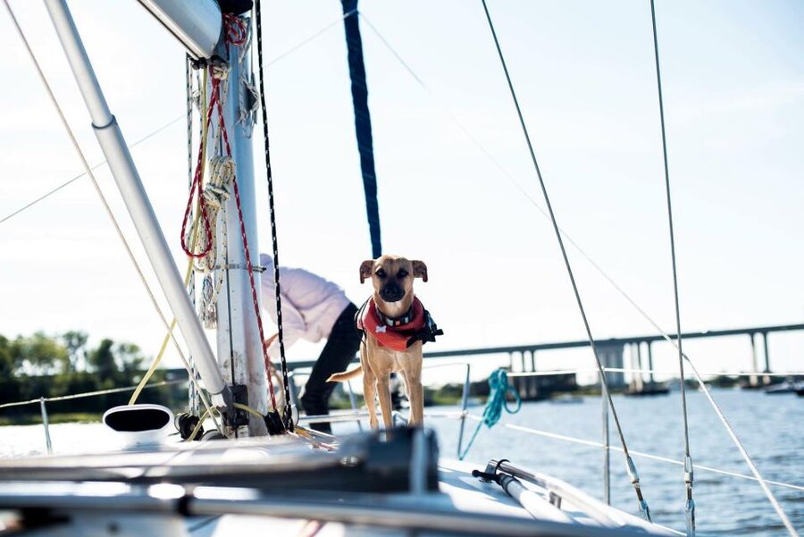 Charleston: Private BYOB Luxury Yacht Cruise - Dolphins and the simple pleasure of watching the water