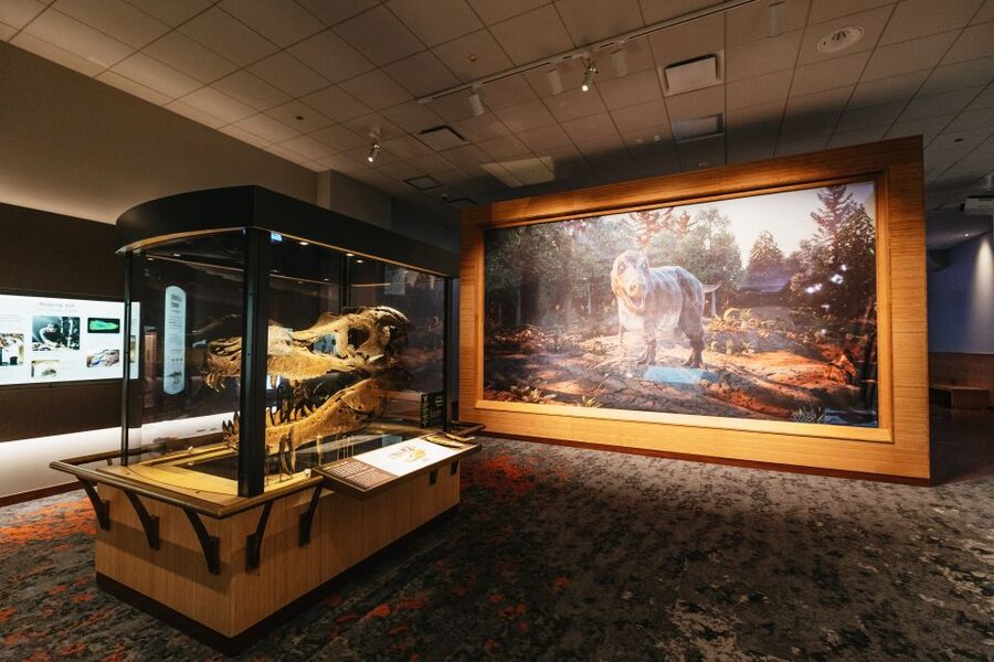 Chicago: Field Museum of Natural History Ticket or VIP Tour - Who should book this Field Museum visit?