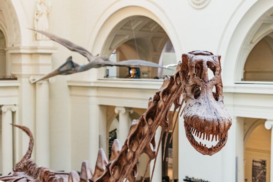 Chicago: Field Museum of Natural History Ticket or VIP Tour - Sue, Maximo, and the main reason to come