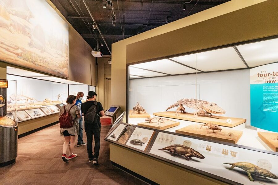 Chicago: Field Museum of Natural History Ticket or VIP Tour - Food, parking, and access