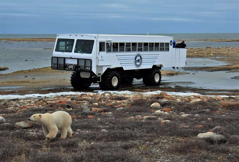 Churchill: Exclusive Tundra Buggy Day Trip - Key points to know before you book