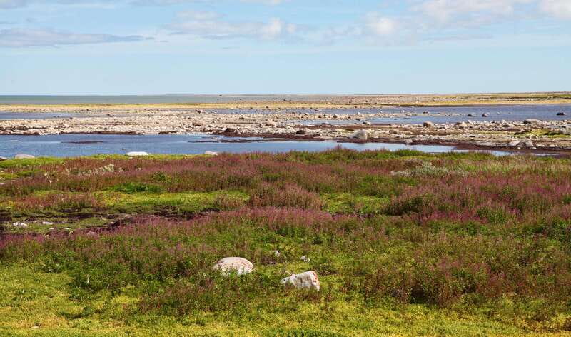 Churchill: Exclusive Tundra Buggy Day Trip - Why the Tundra Buggy is the right way to see Churchill’s bears