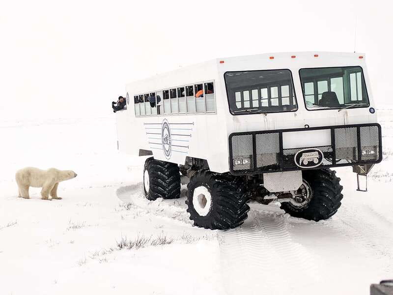 Churchill: Exclusive Tundra Buggy Day Trip - Autumn: the best season for a dedicated polar bear trip