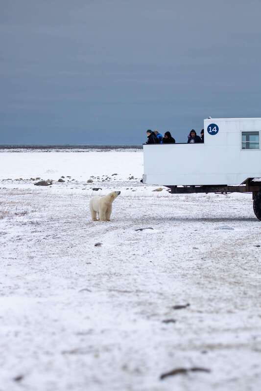 Churchill: Exclusive Tundra Buggy Day Trip - What the driver adds to the experience