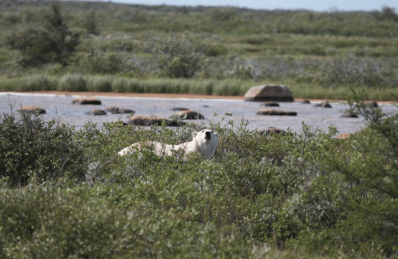 Churchill: Exclusive Tundra Buggy Day Trip - Photography from a shared buggy