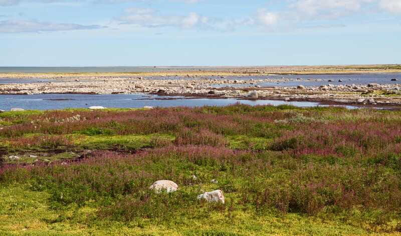 Churchill: Exclusive Tundra Buggy Day Trip - Group size, access, and overall value