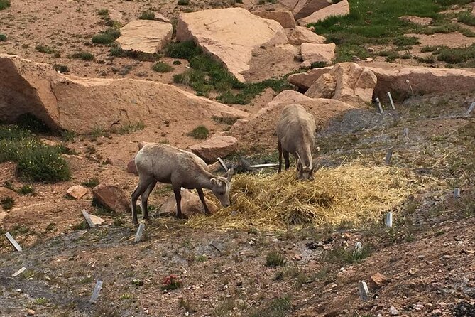 Colorado Springs Pikes Peak Luxury Jeep Tours - Starting in Manitou Springs