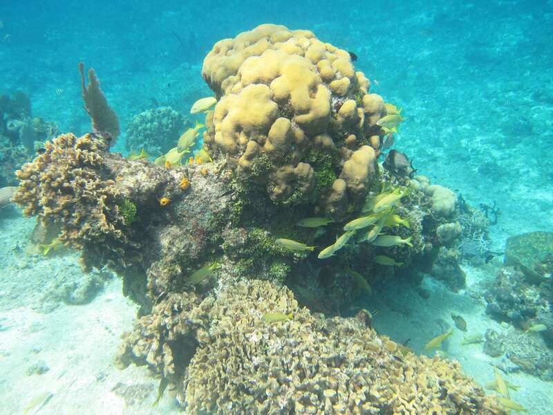 Cozumel: VIP Glass Bottom Boat & Snorkeling 3 Reefs Tour - Guides, safety, and comfort in the water