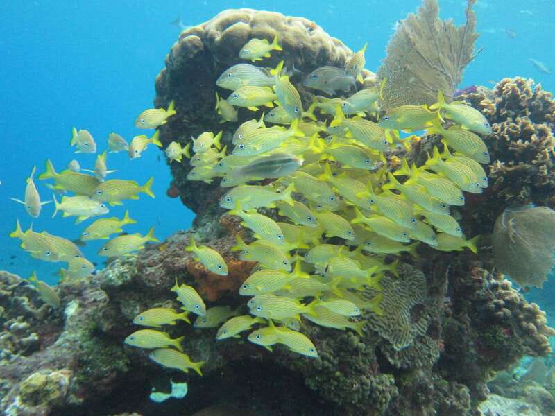 Cozumel: VIP Glass Bottom Boat & Snorkeling 3 Reefs Tour - What to pack for a smoother outing