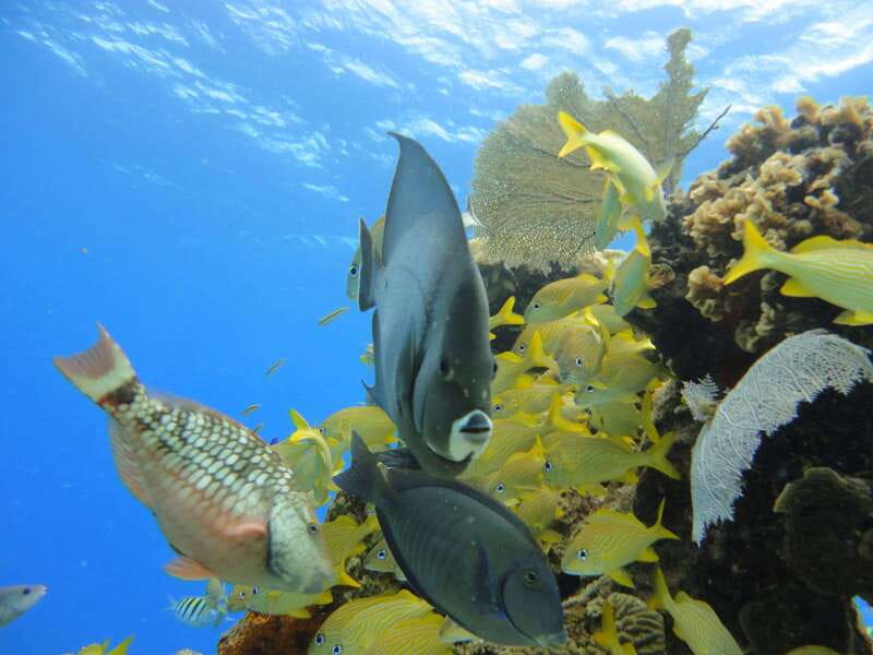 Cozumel: VIP Glass Bottom Boat & Snorkeling 3 Reefs Tour - Is $35 a fair price in Cozumel?