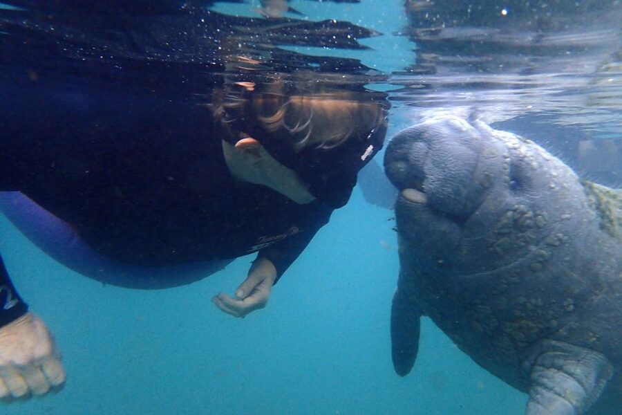 Crystal River: VIP Manatee Swim w/ In-water Photographer - Meeting manatees in King’s Bay Wildlife Refuge