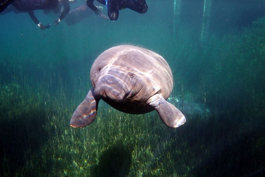 Crystal River: VIP Manatee Swim w/ In-water Photographer - The swim is passive, close, and wonderfully slow