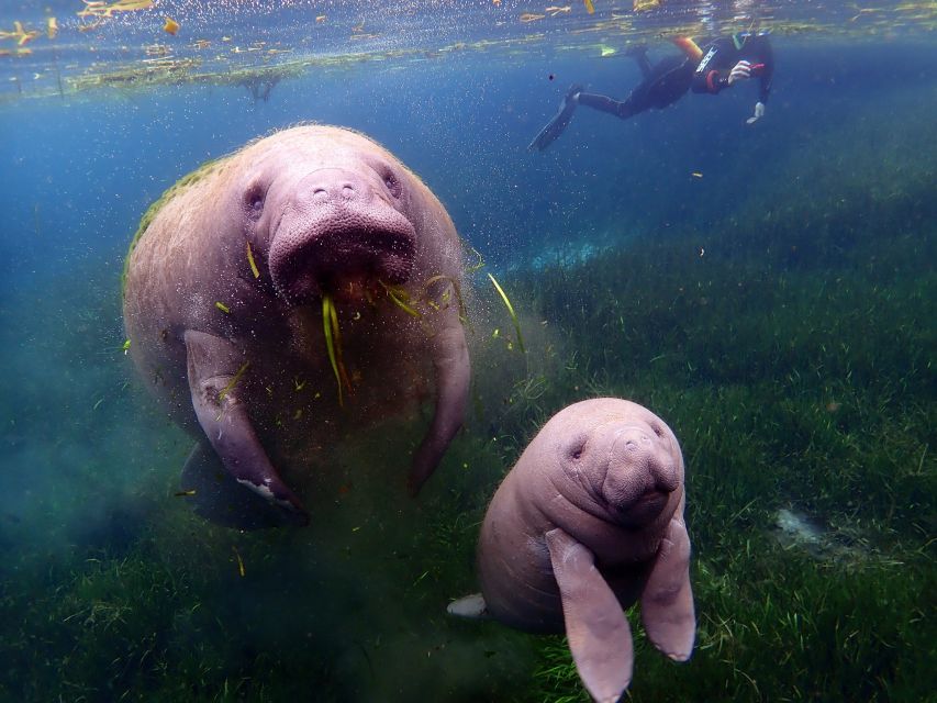 Crystal River: VIP Manatee Swim w/ In-water Photographer - What makes the six-person format worth $119
