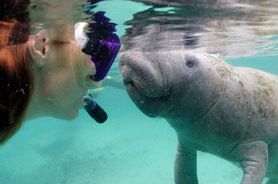 Crystal River: VIP Manatee Swim w/ In-water Photographer - Who will enjoy this trip most