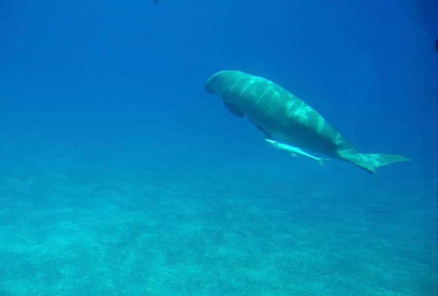 Dahab: luxury Snorkeling cruise with buffet lunch - What you need to bring and what costs extra