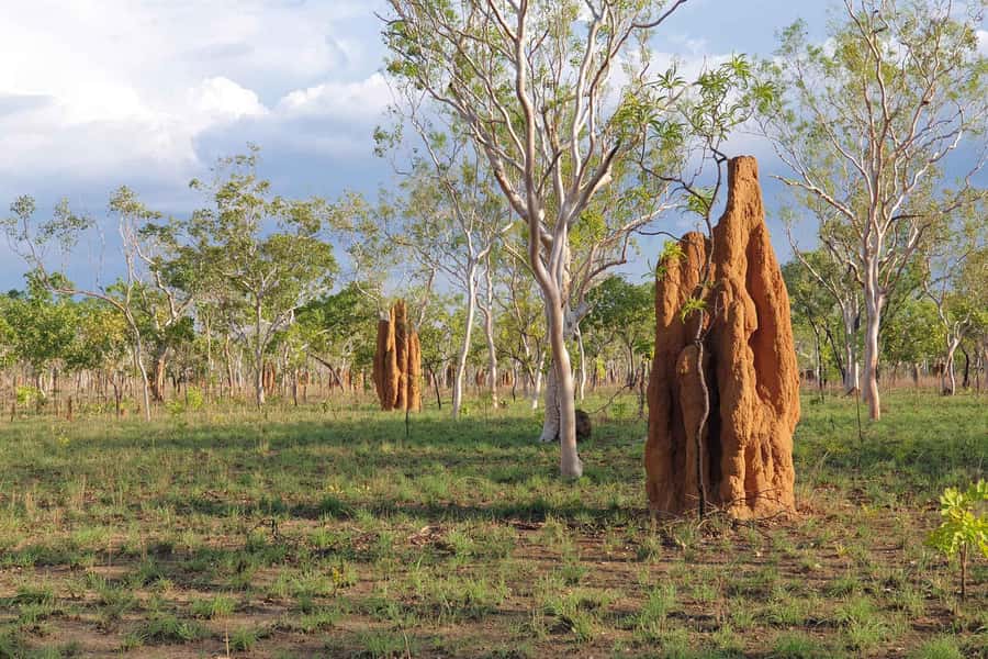 Darwin: Premium Litchfield Regional Small Group Day Tour - Timing, pickup, and practical limits