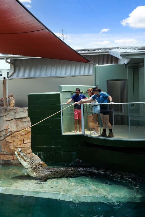 Darwin: VIP Crocosaurus Cove Experience - Juvenile crocs at the Fishing for Crocs platform