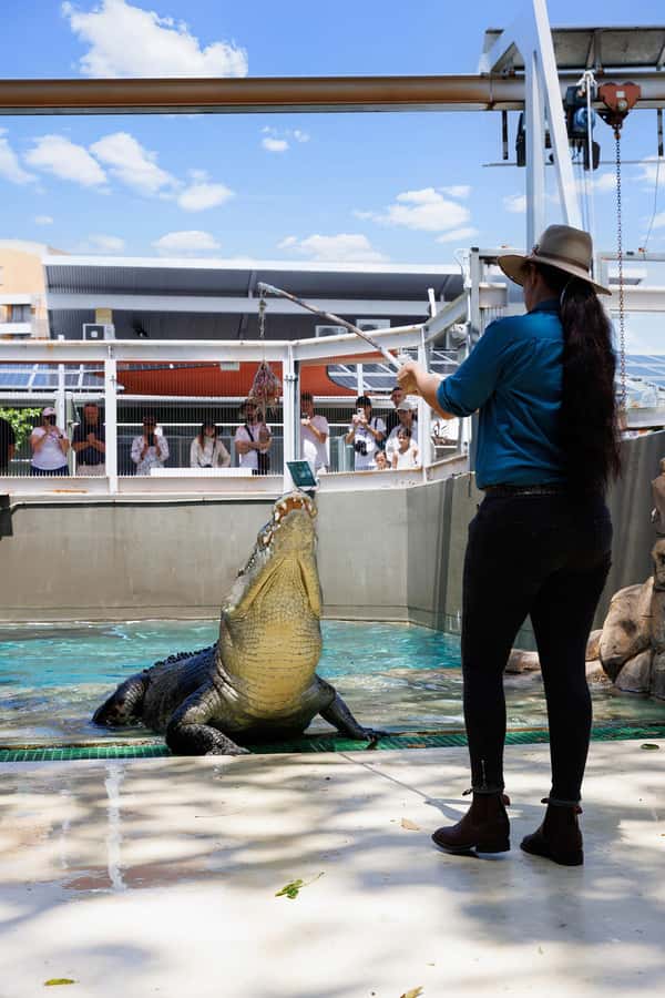 Darwin: VIP Crocosaurus Cove Experience - The giant crocodile feeding stop