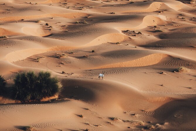 Deluxe Hot Air Balloon Ride with Breakfast & Flight Falcon Show - Landing brings you to a Bedouin-style camp