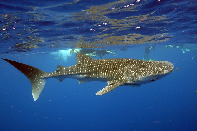Deluxe Mega Fauna Humpback or Whaleshark Swim Ningaloo Reef - Why Ningaloo Reef makes this day special