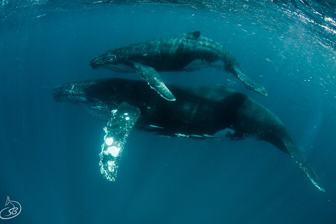 Deluxe Mega Fauna Humpback or Whaleshark Swim Ningaloo Reef - How the Ningaloo Reef day unfolds
