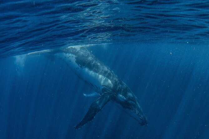 Deluxe Mega Fauna Humpback or Whaleshark Swim Ningaloo Reef - Whale sharks, humpbacks, and manta rays