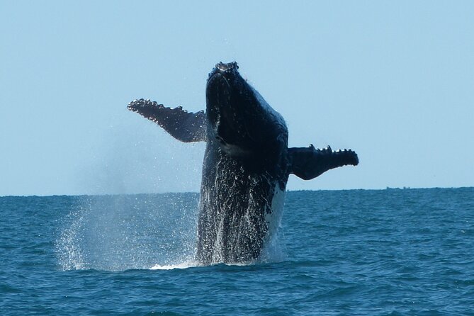 Deluxe Mega Fauna Humpback or Whaleshark Swim Ningaloo Reef - The early start at 2 Pelias Street