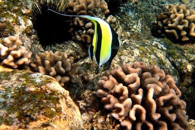 Deluxe Morning Snorkeling Adventure - What the crew adds to the morning