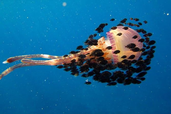 Deluxe Morning Snorkeling Adventure - Is $143.18 a good value?