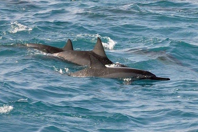 Deluxe Snorkel & Dolphin Watch Aboard a Luxury Catamaran from Kailua-Kona - BBQ lunch, friendly service, and the return sail