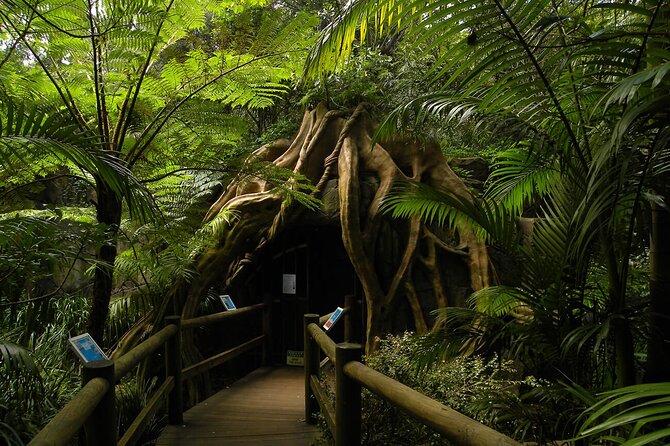 Deluxe Springbrook & Mt Tamborine Glow Worms and famous Skywalk - Robert Sowter Park opens wide hinterland views