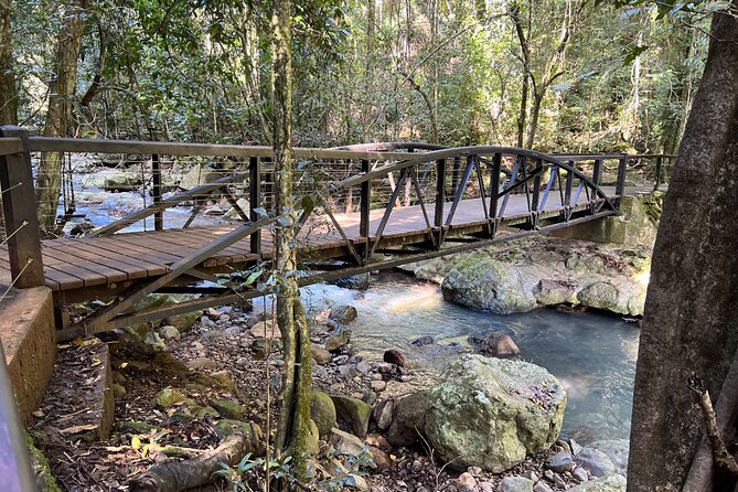 Deluxe Springbrook & Mt Tamborine Glow Worms and famous Skywalk - Tamborine Rainforest Skywalk mixes boardwalks and views