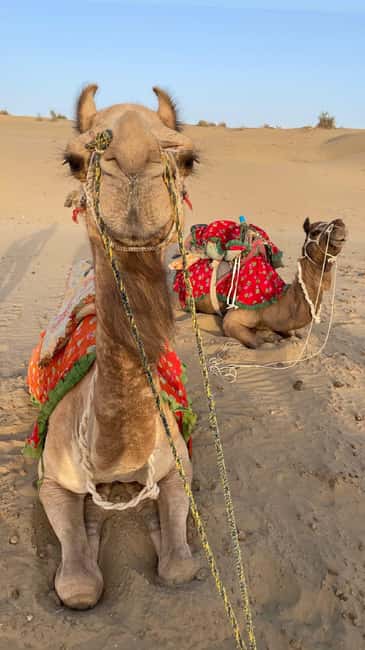 Desert Rose Jaisalmer: Luxury Tent In Thar Desert - What the $80 price really covers