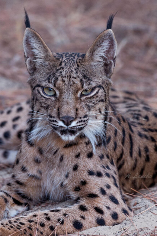 Discover Doñana & Iberian Lynx: Premium Nature Tour - Why Doñana’s northern side matters