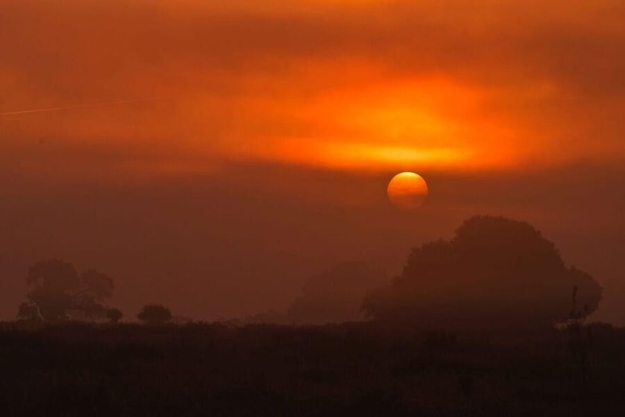 Discover Doñana & Iberian Lynx: Premium Nature Tour - A 4x4 route through marsh, forest, and preserve