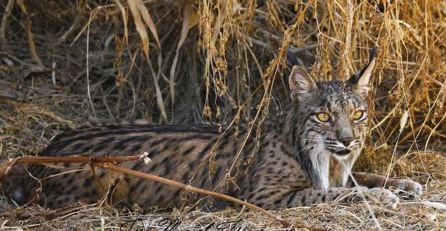 Discover Doñana & Iberian Lynx: Premium Nature Tour - Looking for the Iberian Lynx