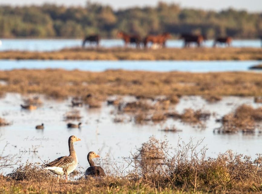 Discover Doñana & Iberian Lynx: Premium Nature Tour - What the $46 price gets you