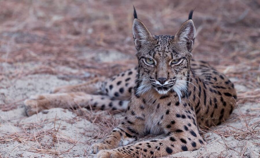 Discover Doñana & Iberian Lynx: Premium Nature Tour - Comfort, group size, and the vehicle