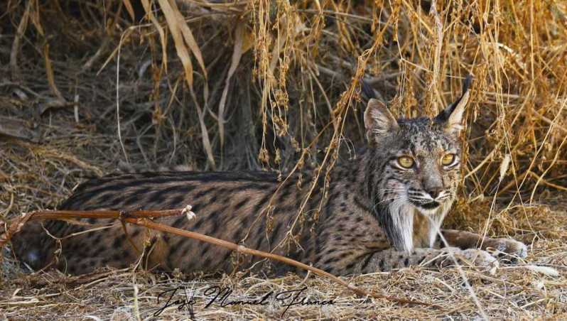 Discover Doñana & Iberian Lynx: Premium Nature Tour - Who should book this Doñana experience?