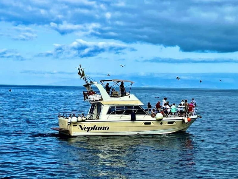 Discover whales in Tenerife: exclusive yacht tour with swim and lunch - What the responsible-watching promise means