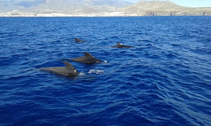 Discover whales in Tenerife: exclusive yacht tour with swim and lunch - The sheltered-bay swim stop