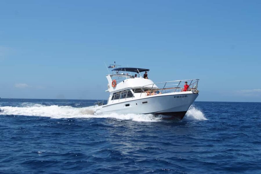 Discover whales in Tenerife: exclusive yacht tour with swim and lunch - Who will get the most from this boat trip