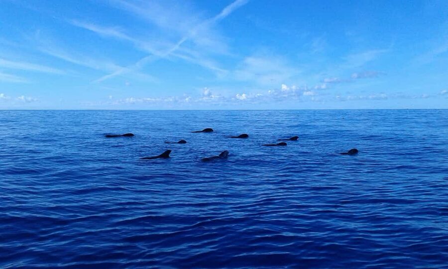 Discover whales in Tenerife: exclusive yacht tour with swim and lunch - Useful planning details for the day