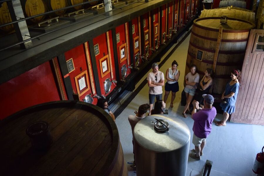 Douro Valley: Premium Port Tasting Winery Tour & River Views - A walk through vineyards and olive groves