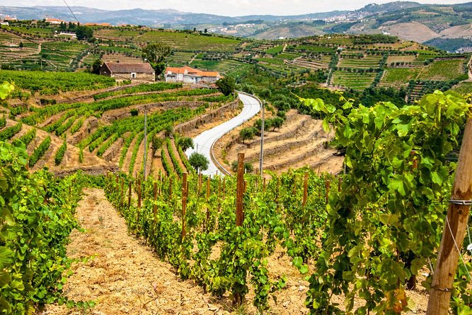 Douro Valley Private Day Trip including Boat Ride & Wine Tasting - Lunch with a local point of view