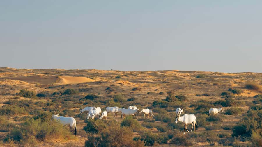 Dubai: Luxury Safari with Michelin-Curated 5-Course Dinner - Key points to know before booking